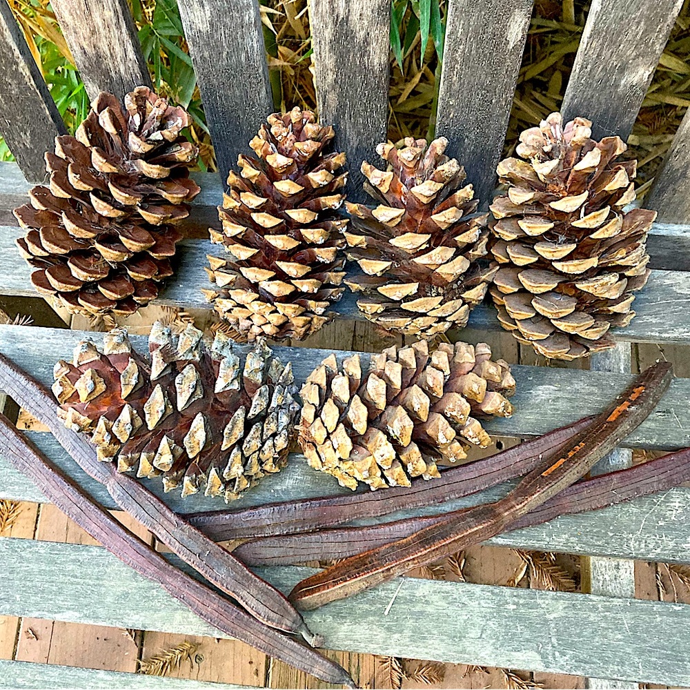 Autumn Rain Scented Pinecones From My Farm Organic Hand Crafted New